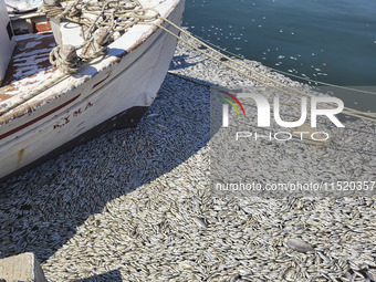 Ecological disaster in Greece with large amount of dead fish wash-up on the beach, shores, port of Volos city and the Pagasetic Gulf spreadi...