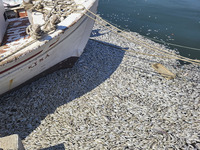 Ecological disaster in Greece with large amount of dead fish wash-up on the beach, shores, port of Volos city and the Pagasetic Gulf spreadi...