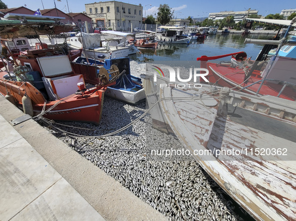 Ecological disaster in Greece with large amount of dead fish wash-up on the beach, shores, port of Volos city and the Pagasetic Gulf spreadi...