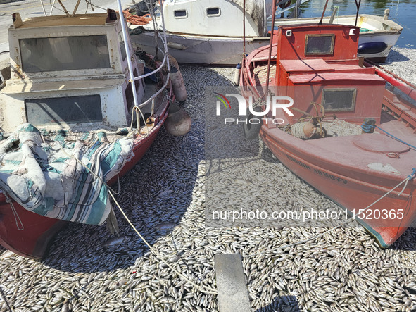 Ecological disaster in Greece with large amount of dead fish wash-up on the beach, shores, port of Volos city and the Pagasetic Gulf spreadi...