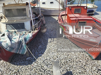 Ecological disaster in Greece with large amount of dead fish wash-up on the beach, shores, port of Volos city and the Pagasetic Gulf spreadi...