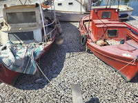 Ecological disaster in Greece with large amount of dead fish wash-up on the beach, shores, port of Volos city and the Pagasetic Gulf spreadi...