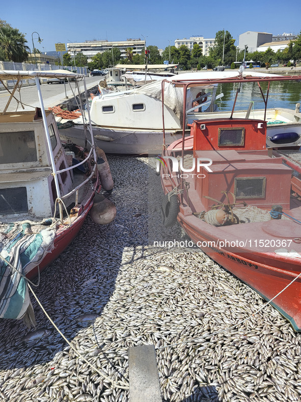 Ecological disaster in Greece with large amount of dead fish wash-up on the beach, shores, port of Volos city and the Pagasetic Gulf spreadi...