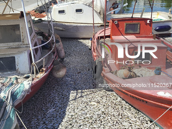 Ecological disaster in Greece with large amount of dead fish wash-up on the beach, shores, port of Volos city and the Pagasetic Gulf spreadi...