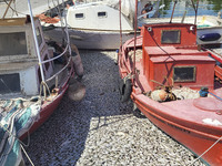 Ecological disaster in Greece with large amount of dead fish wash-up on the beach, shores, port of Volos city and the Pagasetic Gulf spreadi...