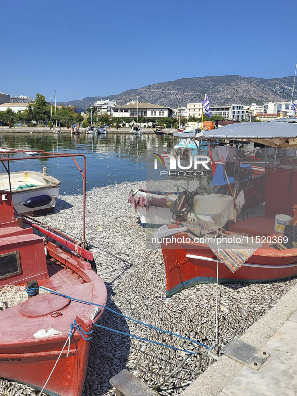 Ecological disaster in Greece with large amount of dead fish wash-up on the beach, shores, port of Volos city and the Pagasetic Gulf spreadi...