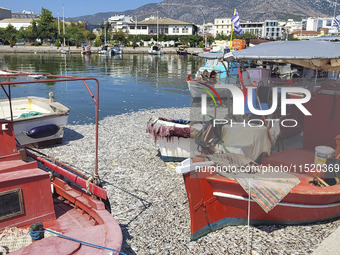 Ecological disaster in Greece with large amount of dead fish wash-up on the beach, shores, port of Volos city and the Pagasetic Gulf spreadi...