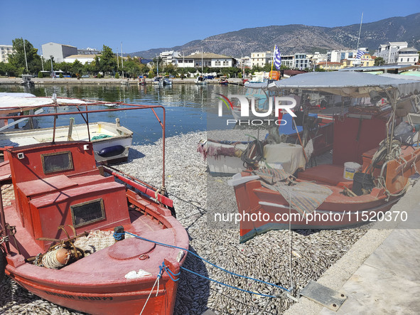 Ecological disaster in Greece with large amount of dead fish wash-up on the beach, shores, port of Volos city and the Pagasetic Gulf spreadi...