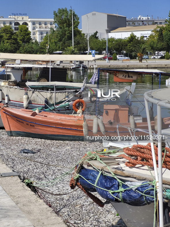 Ecological disaster in Greece with large amount of dead fish wash-up on the beach, shores, port of Volos city and the Pagasetic Gulf spreadi...