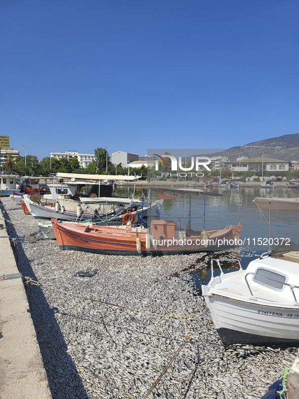 Ecological disaster in Greece with large amount of dead fish wash-up on the beach, shores, port of Volos city and the Pagasetic Gulf spreadi...