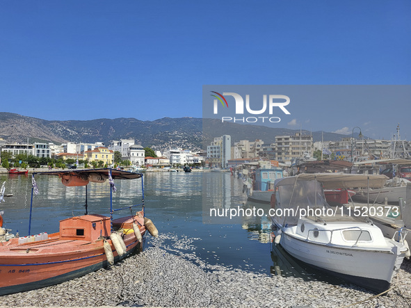 Ecological disaster in Greece with large amount of dead fish wash-up on the beach, shores, port of Volos city and the Pagasetic Gulf spreadi...