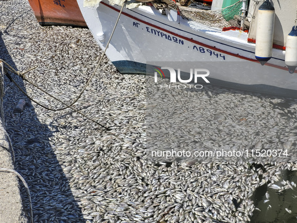 Ecological disaster in Greece with large amount of dead fish wash-up on the beach, shores, port of Volos city and the Pagasetic Gulf spreadi...