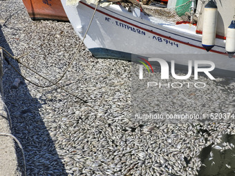 Ecological disaster in Greece with large amount of dead fish wash-up on the beach, shores, port of Volos city and the Pagasetic Gulf spreadi...