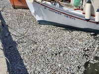 Ecological disaster in Greece with large amount of dead fish wash-up on the beach, shores, port of Volos city and the Pagasetic Gulf spreadi...