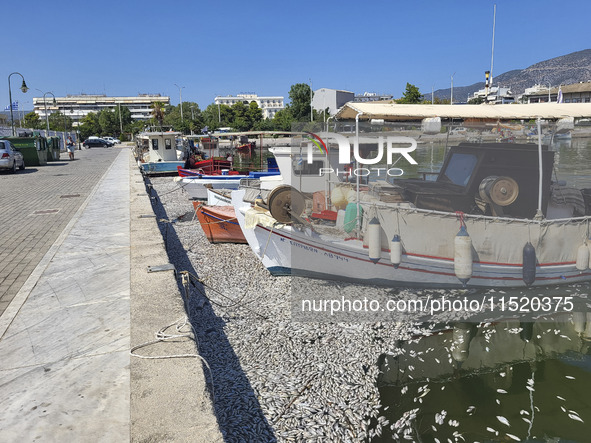 Ecological disaster in Greece with large amount of dead fish wash-up on the beach, shores, port of Volos city and the Pagasetic Gulf spreadi...