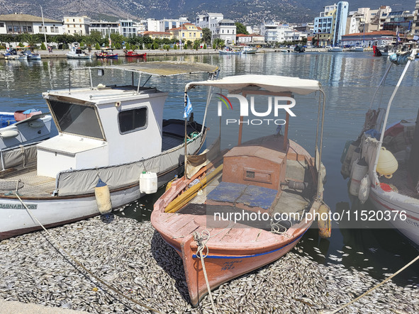 Ecological disaster in Greece with large amount of dead fish wash-up on the beach, shores, port of Volos city and the Pagasetic Gulf spreadi...