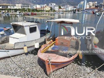 Ecological disaster in Greece with large amount of dead fish wash-up on the beach, shores, port of Volos city and the Pagasetic Gulf spreadi...