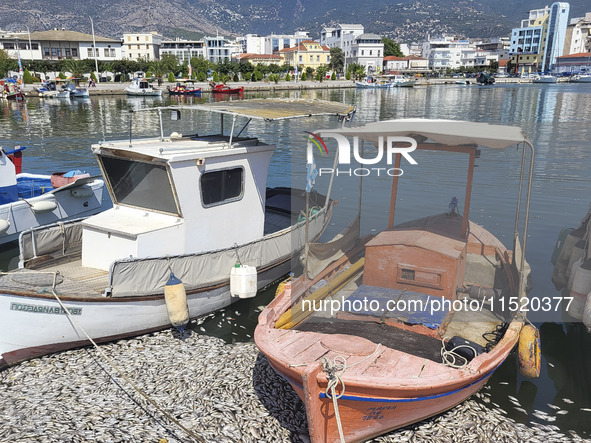 Ecological disaster in Greece with large amount of dead fish wash-up on the beach, shores, port of Volos city and the Pagasetic Gulf spreadi...