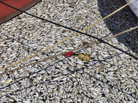 Ecological disaster in Greece with large amount of dead fish wash-up on the beach, shores, port of Volos city and the Pagasetic Gulf spreadi...