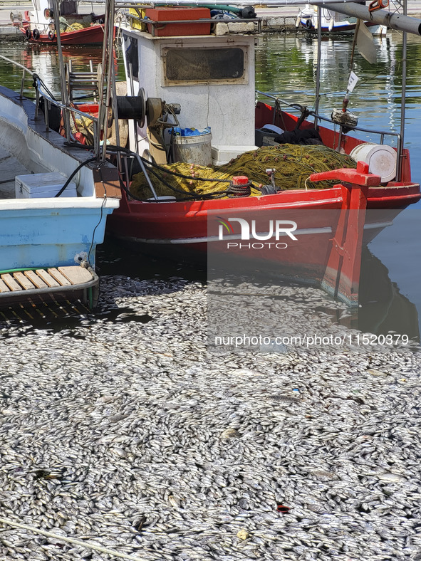 Ecological disaster in Greece with large amount of dead fish wash-up on the beach, shores, port of Volos city and the Pagasetic Gulf spreadi...