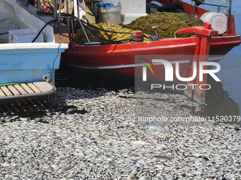 Ecological disaster in Greece with large amount of dead fish wash-up on the beach, shores, port of Volos city and the Pagasetic Gulf spreadi...