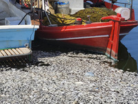 Ecological disaster in Greece with large amount of dead fish wash-up on the beach, shores, port of Volos city and the Pagasetic Gulf spreadi...