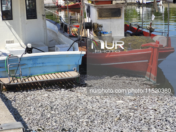 Ecological disaster in Greece with large amount of dead fish wash-up on the beach, shores, port of Volos city and the Pagasetic Gulf spreadi...