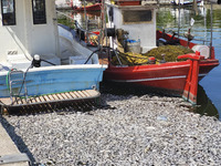 Ecological disaster in Greece with large amount of dead fish wash-up on the beach, shores, port of Volos city and the Pagasetic Gulf spreadi...