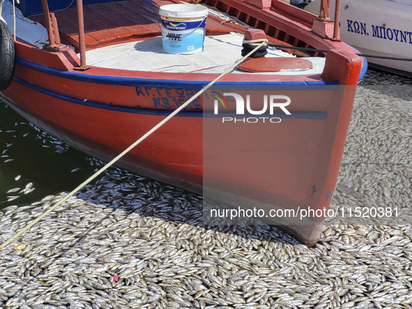 Ecological disaster in Greece with large amount of dead fish wash-up on the beach, shores, port of Volos city and the Pagasetic Gulf spreadi...