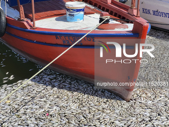 Ecological disaster in Greece with large amount of dead fish wash-up on the beach, shores, port of Volos city and the Pagasetic Gulf spreadi...