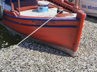 Ecological disaster in Greece with large amount of dead fish wash-up on the beach, shores, port of Volos city and the Pagasetic Gulf spreadi...