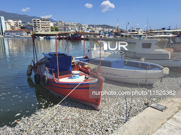 Ecological disaster in Greece with large amount of dead fish wash-up on the beach, shores, port of Volos city and the Pagasetic Gulf spreadi...