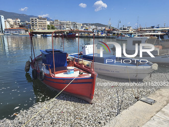 Ecological disaster in Greece with large amount of dead fish wash-up on the beach, shores, port of Volos city and the Pagasetic Gulf spreadi...