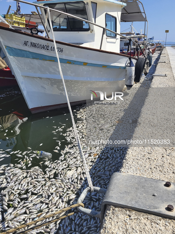 Ecological disaster in Greece with large amount of dead fish wash-up on the beach, shores, port of Volos city and the Pagasetic Gulf spreadi...