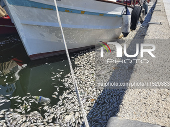 Ecological disaster in Greece with large amount of dead fish wash-up on the beach, shores, port of Volos city and the Pagasetic Gulf spreadi...