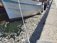 Ecological disaster in Greece with large amount of dead fish wash-up on the beach, shores, port of Volos city and the Pagasetic Gulf spreadi...