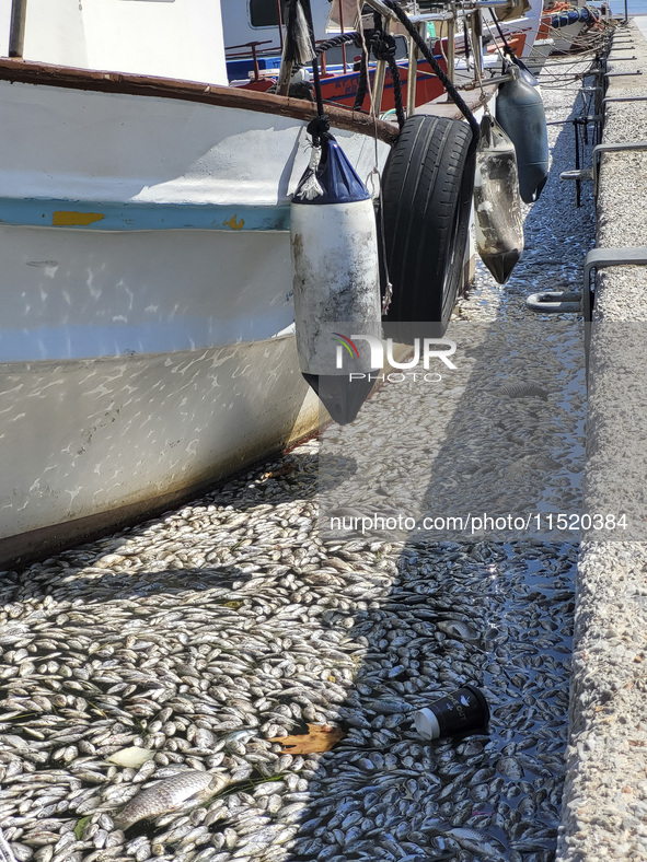 Ecological disaster in Greece with large amount of dead fish wash-up on the beach, shores, port of Volos city and the Pagasetic Gulf spreadi...