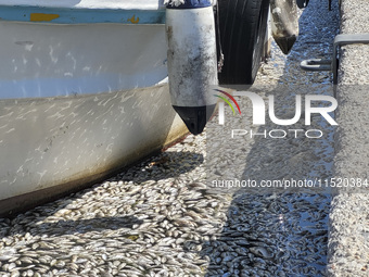 Ecological disaster in Greece with large amount of dead fish wash-up on the beach, shores, port of Volos city and the Pagasetic Gulf spreadi...