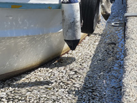 Ecological disaster in Greece with large amount of dead fish wash-up on the beach, shores, port of Volos city and the Pagasetic Gulf spreadi...