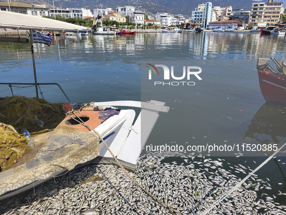 Ecological disaster in Greece with large amount of dead fish wash-up on the beach, shores, port of Volos city and the Pagasetic Gulf spreadi...