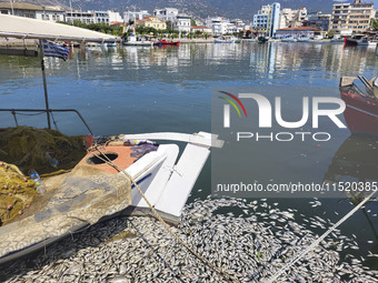 Ecological disaster in Greece with large amount of dead fish wash-up on the beach, shores, port of Volos city and the Pagasetic Gulf spreadi...