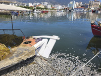 Ecological disaster in Greece with large amount of dead fish wash-up on the beach, shores, port of Volos city and the Pagasetic Gulf spreadi...