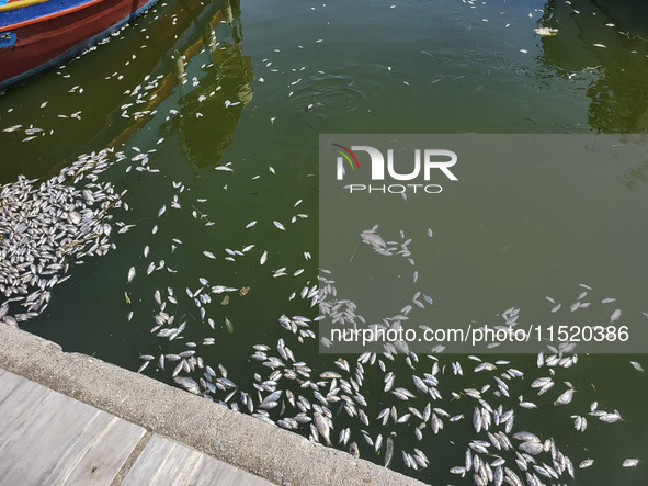 Ecological disaster in Greece with large amount of dead fish wash-up on the beach, shores, port of Volos city and the Pagasetic Gulf spreadi...