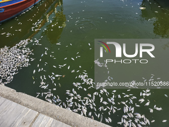 Ecological disaster in Greece with large amount of dead fish wash-up on the beach, shores, port of Volos city and the Pagasetic Gulf spreadi...