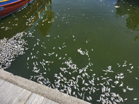 Ecological disaster in Greece with large amount of dead fish wash-up on the beach, shores, port of Volos city and the Pagasetic Gulf spreadi...