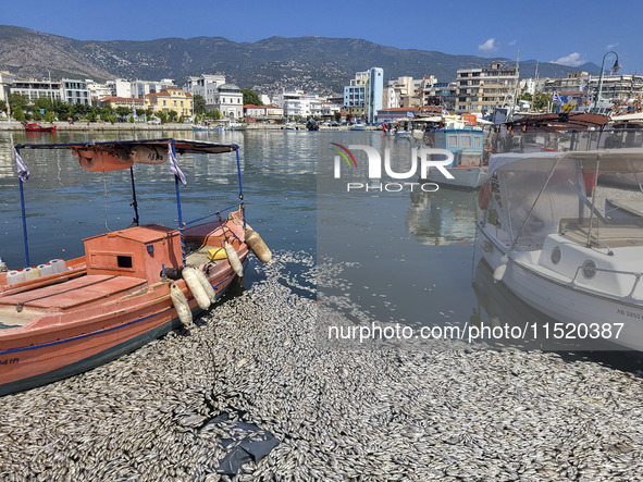 Ecological disaster in Greece with large amount of dead fish wash-up on the beach, shores, port of Volos city and the Pagasetic Gulf spreadi...