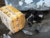 A mother dog holds her newly born puppies amid rainfall in Sopore, Jammu and Kashmir, India, on August 28, 2024. (