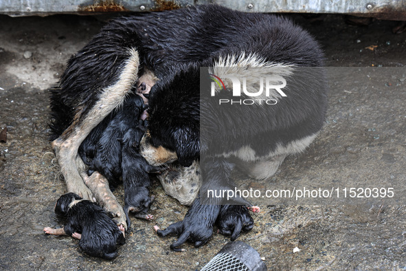 A mother dog holds her newly born puppies amid rainfall in Sopore, Jammu and Kashmir, India, on August 28, 2024. 