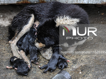 A mother dog holds her newly born puppies amid rainfall in Sopore, Jammu and Kashmir, India, on August 28, 2024. (