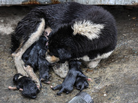 A mother dog holds her newly born puppies amid rainfall in Sopore, Jammu and Kashmir, India, on August 28, 2024. (